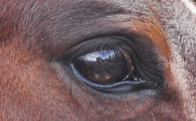 horse's eye, Echo Basin Ranch, Colorado